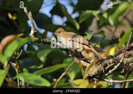 Rotäugiger Bulbul (Pycnonotus brunneus brunneus) zwei Erwachsene, die auf dem Zweig des Taman Negara NP, Malaysia, sitzen Februar Stockfoto