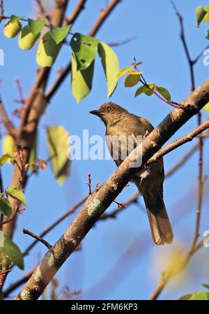 Rotäugiger Bulbul (Pycnonotus brunneus brunneus) Erwachsener, der auf dem Zweig des Taman Negara NP, Malaysia, thront Februar Stockfoto