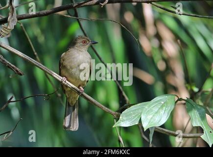 Rotäugiger Bulbul (Pycnonotus brunneus brunneus) Erwachsener, der auf dem Weinstock Taman Negara NP, Malaysia, thront Februar Stockfoto