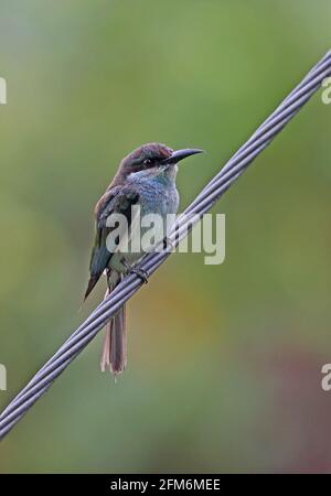 Blaukehliger Bienenfresser (Merops viridis), unreif auf Draht, Taman Negara NP, Malaysia Februar Stockfoto