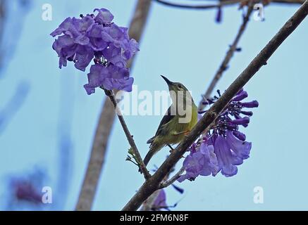Braunkehliger Sonnenvögel (Anthrreptes malacensis malacensis) erwachsenes Weibchen im blühenden Baum nach einer Dusche Taman Negara NP, Malaysia Februar Stockfoto