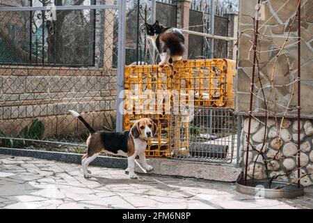 Beagles und Katzen, Haustiere. Einführung von Beagle Welpen zur Katze. Kleiner Welpe Beagle Rasse läuft hinter der Katze auf dem Hinterhof. Stockfoto