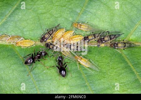 Große Walnussblattlaus (Panaphis juglandis) auf der Oberseite des Blattes aus Walnuss (Juglans regia) Nymphen und Erwachsene. Stockfoto