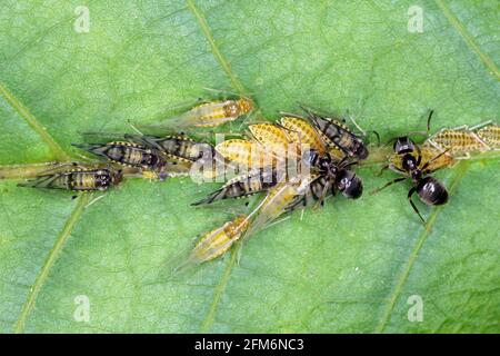 Große Walnussblattlaus (Panaphis juglandis) auf der Oberseite des Blattes aus Walnuss (Juglans regia) Nymphen und Erwachsene. Stockfoto