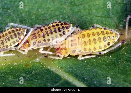 Große Walnussblattlaus (Panaphis juglandis) auf der Oberseite des Blattes aus Walnuss (Juglans regia) Nymphen und Erwachsene. Stockfoto