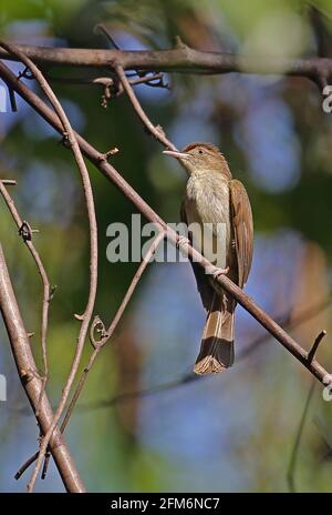 Buff-belüfteter Bulbul (Iole olivacea olivacea) Erwachsener auf dem Zweig Taman Negara NP, Malaysia Februar Stockfoto