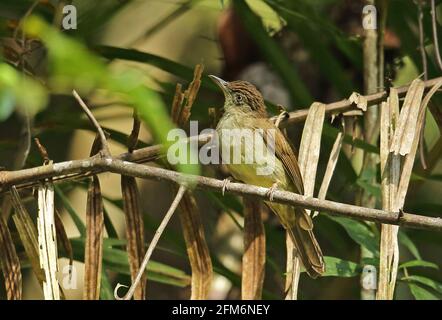 Buff-belüfteter Bulbul (Iole olivacea olivacea) Erwachsener auf dem Zweig Taman Negara NP, Malaysia Februar Stockfoto