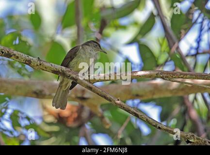 Buff-belüfteter Bulbul (Iole olivacea olivacea) Erwachsener auf dem Zweig Taman Negara NP, Malaysia Februar Stockfoto