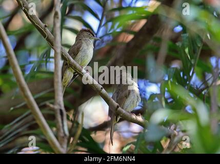 Bulbul (Iole olivacea olivacea) mit Buff-Vented zwei Erwachsene, die auf dem Zweig des Taman Negara NP, Malaysia, thronen Februar Stockfoto