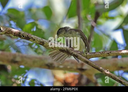 Buff-belüfteter Bulbul (Iole olivacea olivacea) Erwachsener, der auf einem Ast aufsitzenden Schwanz Taman Negara NP, Malaysia, thront Februar Stockfoto