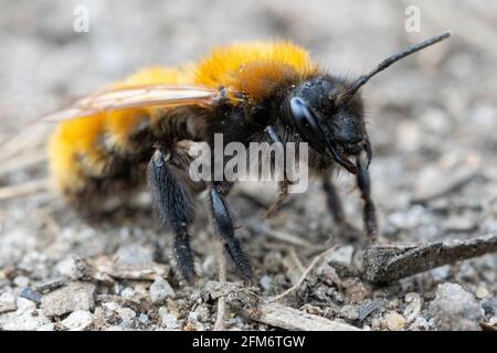 Britische Tierwelt: Makroansicht des Gesichts einer Waldbiene (Andrena fulva) im Frühjahr auf einem Moorpfad in West Yorkshire Stockfoto