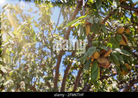 Mandelnüsse. Grüne Mandeln auf dem Baum bereit für die Ernte. Stockfoto