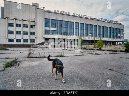 Ein streunender Hund auf dem verfallenden Platz vor dem Kulturzentrum der Geisterstadt Prypyat. Die Mitarbeiter des Kernkraftwerks Tschernobyl lebten Stockfoto