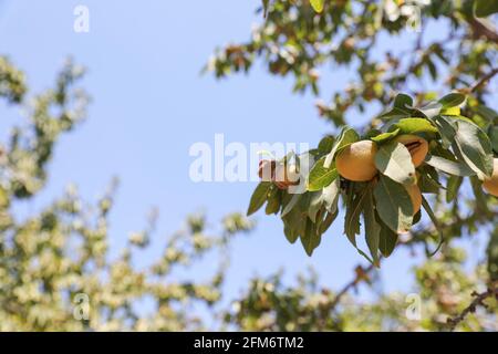 Mandelnüsse. Grüne Mandeln auf dem Baum bereit für die Ernte. Stockfoto