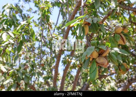 Mandelnüsse. Grüne Mandeln auf dem Baum bereit für die Ernte. Stockfoto