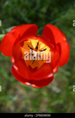 Scharlachrote, rote Tulpe auf der Wiese. Wunderschöne Blumen. Stockfoto