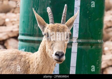 Nahaufnahme einer nubischen, nubischen Steinbock-Familie von Capra Steinböcken in der Nähe von Mitzpe Ramon. Hochwertige Fotos Stockfoto