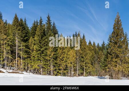 Winterliche Landschaft mit modifizierter Langlaufloipe im immergrünen Wald British Columbia Kanada. Stockfoto