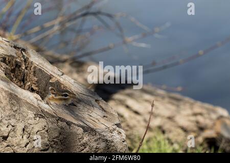 Chipmunk in Baumstumpf essen Nüsse. Niedlicher kleiner Chipmunk, der aus seinem Haus kommt, um eine Erdnuss zu essen. Stockfoto