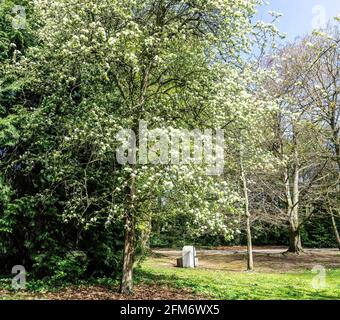 Pyrus amygdaliformis, auch bekannt als Mandelblättrige Birne, mit weißen Blüten, die im April/Mai blühen. Wächst bis zu 10 m hoch. Stockfoto