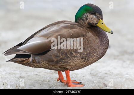 Ein Mallard, Anas platyrhynchos und American Black Duck, Anas rubripes Hybrid Stockfoto