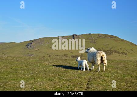 Schafe und Caer Caradoc vom Pfad aus auf Willstone Hill, Shropshire Stockfoto