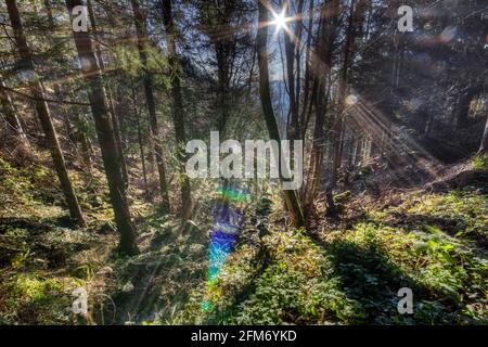 Simonswalder Sonnenstrahl mit Blick ins Tal im Schwarzwald Stockfoto