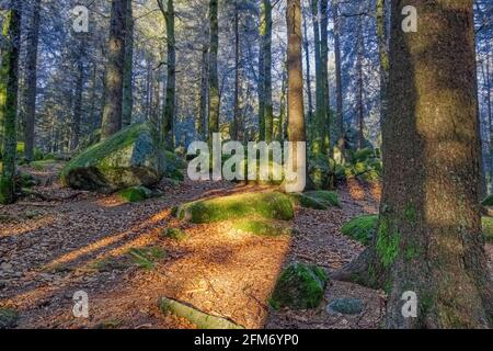 Die Guenterfelsen, eine große, moosige Felsformation mit einem Sonnenstrahl auf dem Herbstlaub, am Brend Way im Schwarzwald, Südwestdeutschland Stockfoto