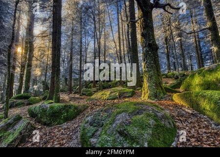 Wintersonne am prähistorischen Naturdenkmal Guenterfelsen im Schwarzwald, wo grüne, riesige Felsen einen Kont bilden Stockfoto