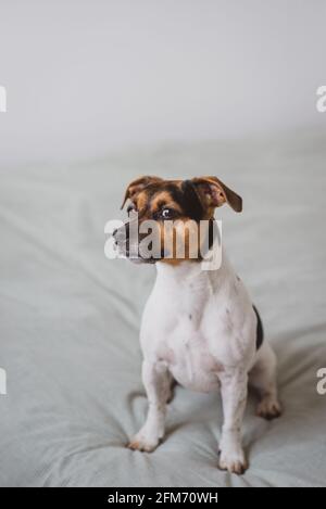 Jack Russel Terrier Hund ist zweifelhaft und mit einem niedlichen Starren Stockfoto