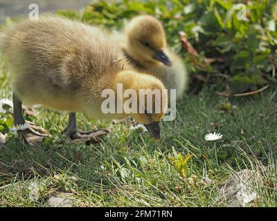 Zwei süße, flauschige Gänseküken (Anser anser), die am Rande des Wassers in einem Landschaftspark außerhalb von Glasgow, Schottland, Großbritannien, jagen Stockfoto