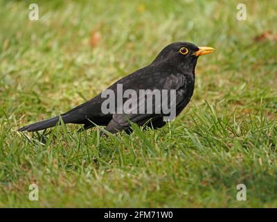 Porträt einer schönen männlichen Amsel (Turdus merula) in glänzendem Brutgefieder mit leuchtend gelbem Schnabel in grasbewachsenem Feld in Cumbria, England, UK Stockfoto