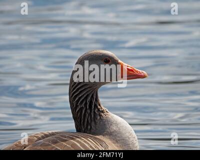 Profil Kopf & Schultern Porträt einer alleinerziehenden Greylag Goose (Anser anser) mit gewelltem Wasserhintergrund im Country Park in der Nähe von Glasgow, Schottland, Großbritannien Stockfoto