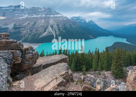 Peyto Lake im Banff National Park an einem sehr bewölkten und kalten Septembertag. Gletschersee in den Kanadischen Rockies. Endlose Wälder und Bergkette unter dr Stockfoto