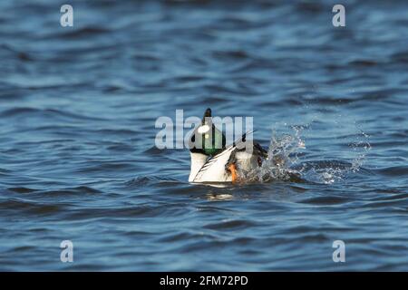 Goldeneye (Bucephala clangula) drake in Balz-Display Stockfoto