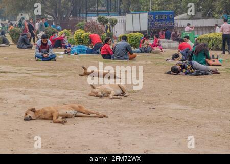 DELHI, INDIEN - 24. JANUAR 2017: Straßenhunde im Central Park am Connaught Place in Delhi. Stockfoto