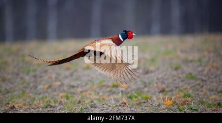 Gemeiner Fasan Phasianus colchicus fliegt hinter dem Weibchen über die Wiese, das beste Foto. Stockfoto