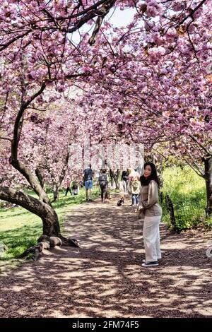 Der Central Park ist lebhaft, wenn sich die Kwanzan-Kirschbäume in Bloom, 2021 Springtime, NYC, USA, befinden Stockfoto