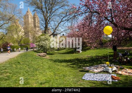 Der Central Park ist lebhaft, wenn sich die Kwanzan-Kirschbäume in Bloom, 2021 Springtime, NYC, USA, befinden Stockfoto