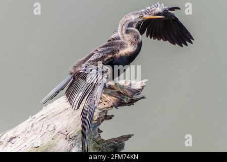 Orientalischer Darter oder indischer Darter Anhinga melanogaster im Kaziranga-Nationalpark, Indien Stockfoto