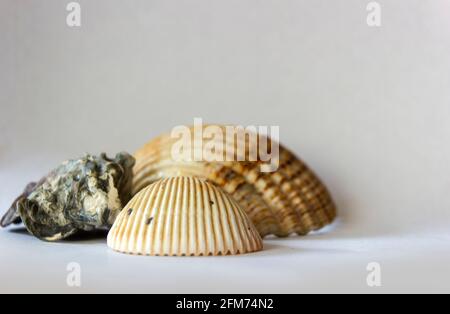 Haufen Muschel von verschiedenen Formen mit natürlich geformten Muster isoliert auf weißem Hintergrund. Stockfoto