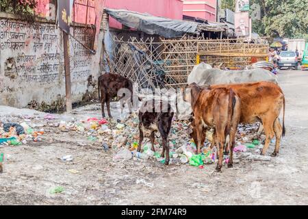 LUCKNOW, INDIEN - 2. FEBRUAR 2017: Heilige Kühe fressen Müll in Lucknow, Bundesstaat Uttar Pradesh, Indien Stockfoto
