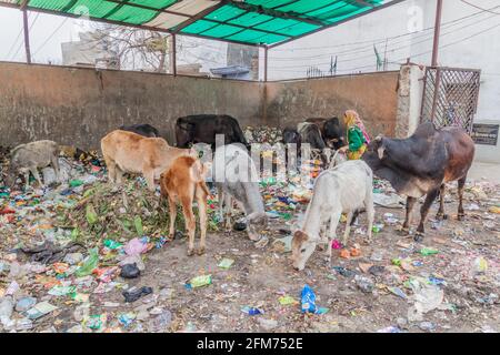 LUCKNOW, INDIEN - 3. FEBRUAR 2017: Heilige Kühe fressen Müll in Lucknow, Bundesstaat Uttar Pradesh, Indien Stockfoto