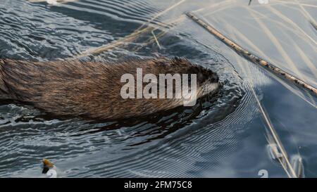 Ein Bisamratte, ein semi-aquatisches Nagetier, in der Nähe eines Baumes in den Feuchtgebieten des Clifford E. Lee Nature Sanctuary in Devon, Alberta. Stockfoto