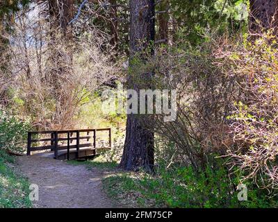 Wanderweg Wanderweg Wanderweg mit Bach Bach Bach Bach bewaldete Brücke Und üppige Laub Landschaft Natur Hintergrund Stockfoto