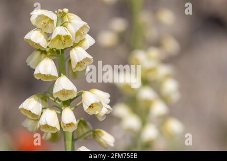 Nahaufnahme einer Perserlilie (fitillarai persica) Blühende Pflanze Stockfoto