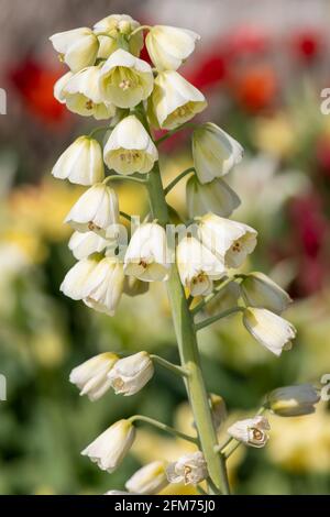 Nahaufnahme einer Perserlilie (fitillarai persica) Blühende Pflanze Stockfoto