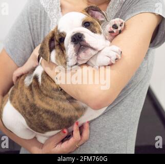 Englischer Bulldog Welpe 4 Monate alt Stockfoto