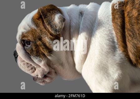 Englischer Bulldog Welpe 4 Monate alt Stockfoto