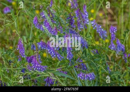 Cow Vetch ist eine Wildblumenpflanze, die auf der Weinrebe wächst Überall meist am Straßenrand in Feldern ein schönes Blau bis Lila Farbe Blumen Stockfoto